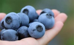 蓝莓代表什么意思？（蓝莓的含义）
