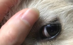 小狗眼睛长了一层膜还有个小洞是怎么回事啊？急急急？