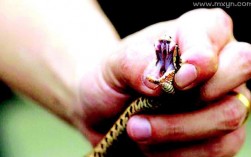 蛇咬手是什么意思？