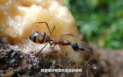 蚂蚁上身是什么意思？