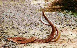 遇见蛇交是什么预兆？