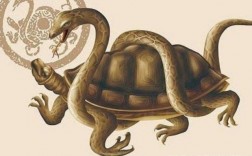 龙蛇龟在一起是什么意思？