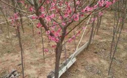 梅花树适合庭院种植吗？