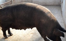 北京哪里能买到真正的新鲜的猪？