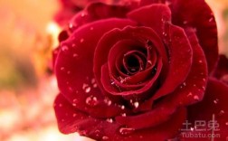 红玫瑰的寓意及象征意义？（红玫瑰的含义）