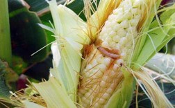 玉米掉棒什么原因？