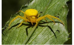 黄蜘蛛爬身上有什么寓意？