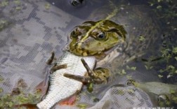 青蛙能和鱼养在一起吗？