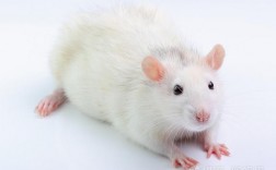 白腹鼠和家鼠有什么不同？