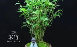 家里能养竹子吗？