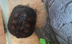 家里的乌龟突然很烦躁一直爬来爬去怎么回事？