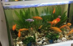 养几条金鱼放在大缸好还是空间小的鱼缸里好？