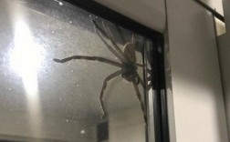 救命啊！家里经常发现特别大特别黑的蜘蛛。怎么办呀？