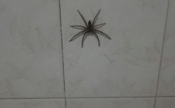 家里总有蜘蛛网怎么回事？