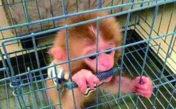 为什么没人家里养猴子？