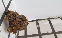 家里来了一窝蜜蜂可以证明什么？