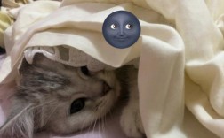 猫咪为什么喜欢钻到被窝里和人一起睡？