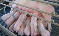 如何促使母猪多产仔？