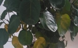 盆栽树叶发黄怎么解决？