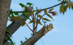 香椿树枯死原因及补救措施？