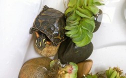 乌龟养在家里什么地方好？