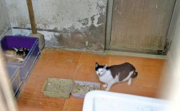 小猫被居民楼里的住户偷了怎么办？