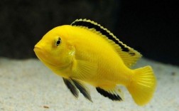 十种最旺家庭的黄色鱼？