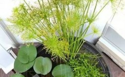 室外水缸养什么水生植物？
