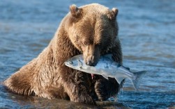 熊吃鱼吗？（熊吃鱼含义）