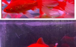 家里养的红色的鱼是什么鱼？
