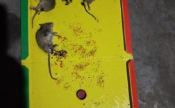 家里突然多了许多老鼠怎么回事？