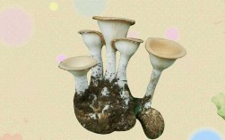 名贵珍稀菇菌常识中虎奶菇栽培季节与栽培方式如何？