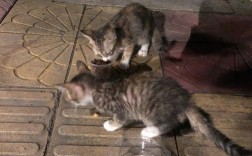 两只流浪猫来到家门口好不好？