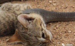 猫吃蛇代表什么预兆？