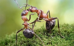 蚂蚁特别多什么寓意？