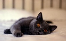 孕妇梦到家里养黑猫：解梦知识与象征意义