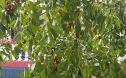 家里种枣树好吗？