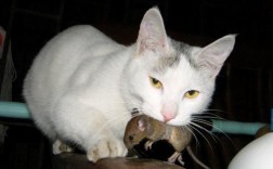 猫咪吃了老鼠后就不吃东西了吗？