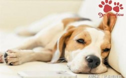 狗狗睡觉时身体不时的抽动为什么？一个多月的？