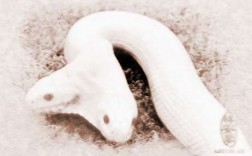 梦见白色蟒蛇来家里：解梦知识与分析