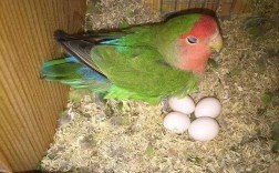 鹦鹉怀孕到下蛋多久？