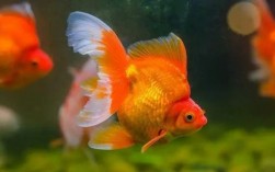 金鱼怎样养活的久？