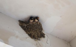家中燕子来筑巢意味着什么？