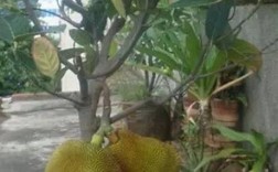为什么家门不能种菠萝蜜？