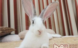 兔子耳朵的特点和作用？（兔子耳朵 含义）