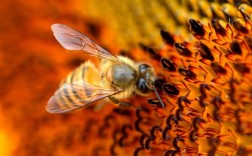 蜜蜂象征什么？