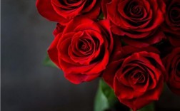 红玫瑰代表什么意思和含义？（红玫瑰含义是什么意思）