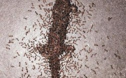 蚂蚁爬上身什么意思？