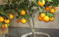 橘子树适合放在室内吗？