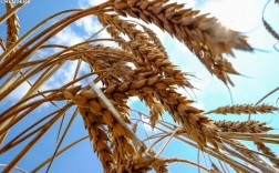 一粒麦子落在地上会结出很多籽粒？